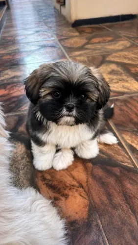 Filhote Lhasa Apso