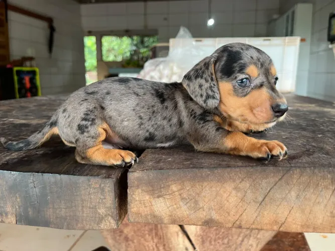 Filhote dachshund Cofap Basset macho
