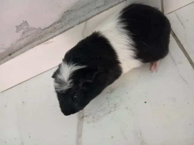 Doa se porquinhos da india e mais o cachorro