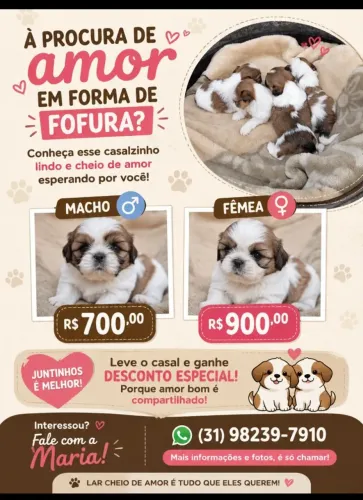 Animais