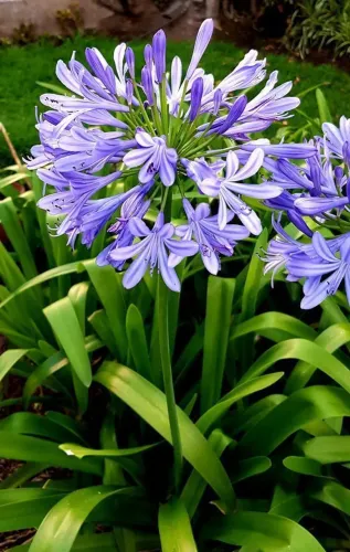 Agapantus flor azul