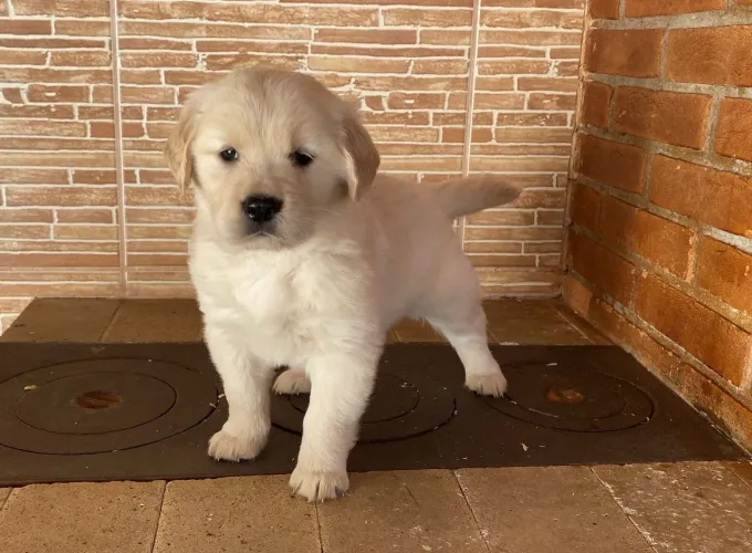 Golden Retriever - Filhotes Disponíveis