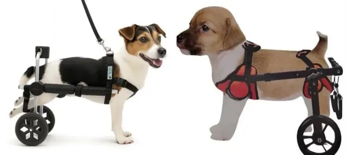 Cadeira de rodas para pet