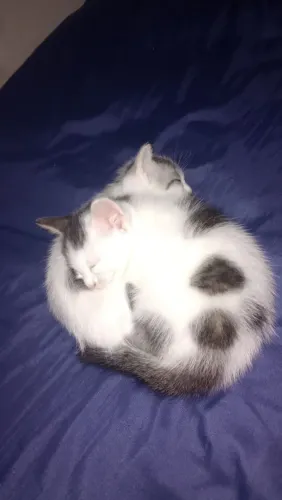 Doação responsável de gatinhos