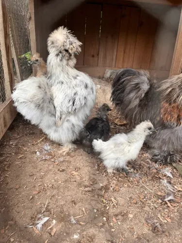 Vendo 4 Filhotes de galinha sedosa