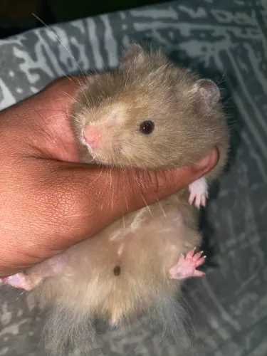 Hamster sírio angora