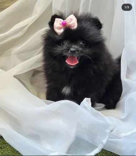 Spitz Alemão ursinho