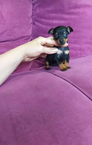 Pinscher Linda e Rara - Amor Garantido para Sua Família