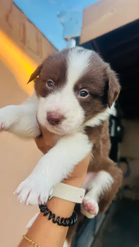 Border collie