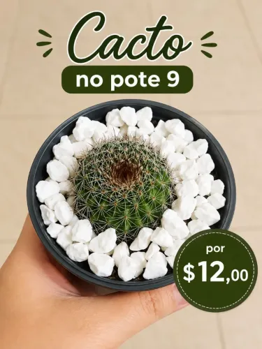 Cactos 