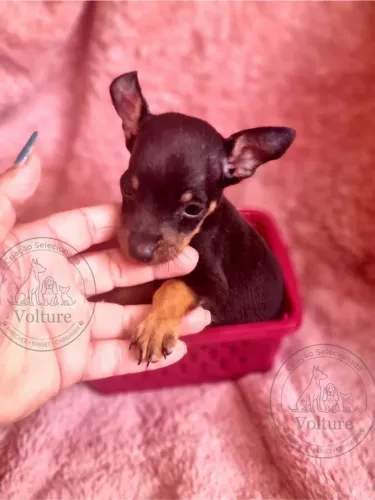 Pinscher menor tamanho machos e fêmeas