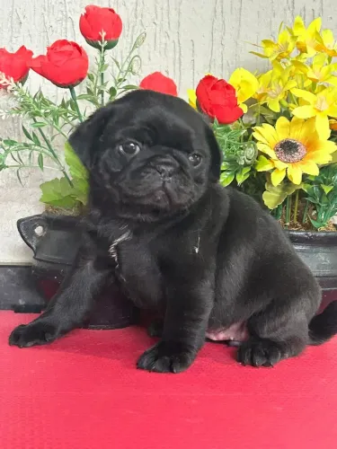 Pug macho pronta entrega 