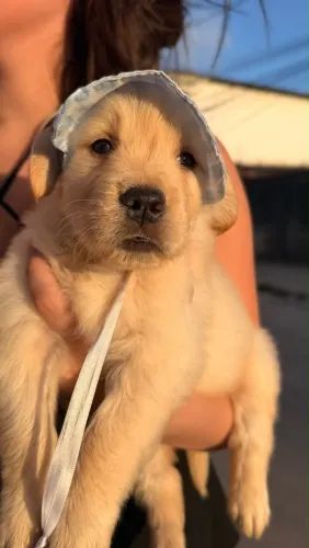 Golden Retriever
