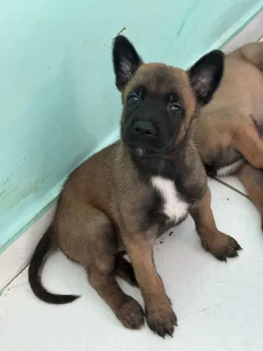 Filhotes Pastor Belga malinois