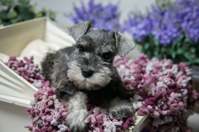 Schnauzer mini