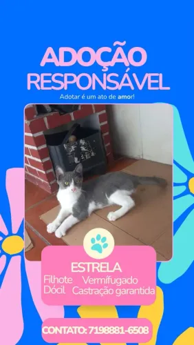 Gatinha muito dócil ja vermifugada e com castração garantida pela doadora