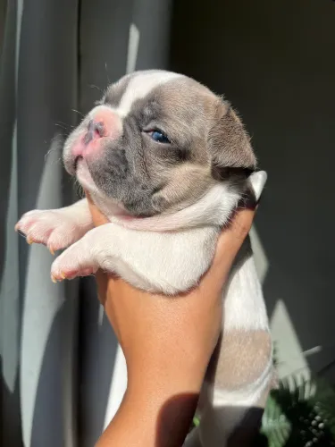 Bulldog Francês