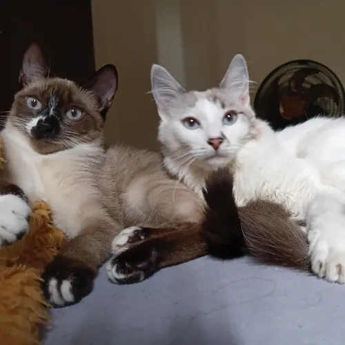 Doação de gatinhas