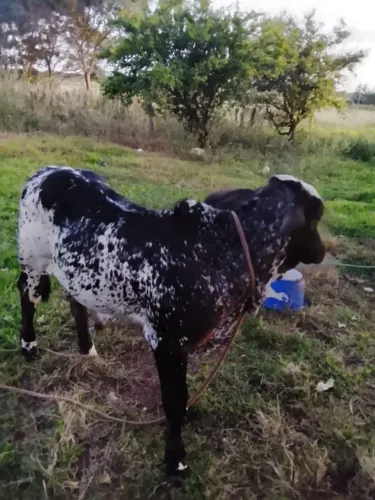 Garrote a venda