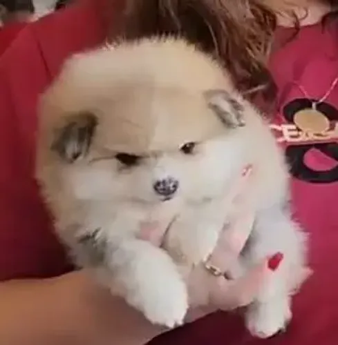 Spitz Alemão lindo demais