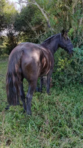 Vendo égua preta