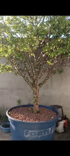 JABUTICABA  3,5 metros de altura  com 12 anos IDADE . Produção ano todo 