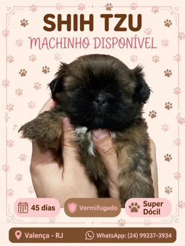 Lindo filhote de Shitzu macho chocolate.