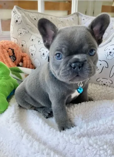 bulldog lindo e pequeno