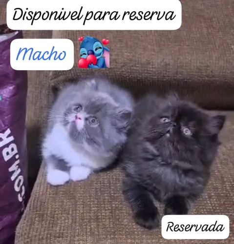 Pet gatos persas