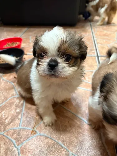 Filhote de shih tzu