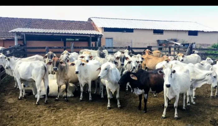 Excelente Fazenda p gado e cavalos em Araruama