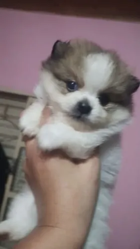 Spitz Alemão Anão