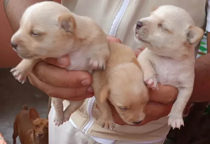 Cachorro pincher filhote 
