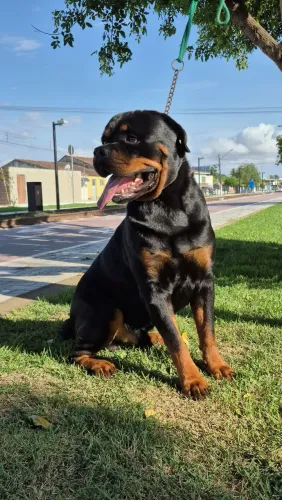 Rottweiler macho para cruzar.