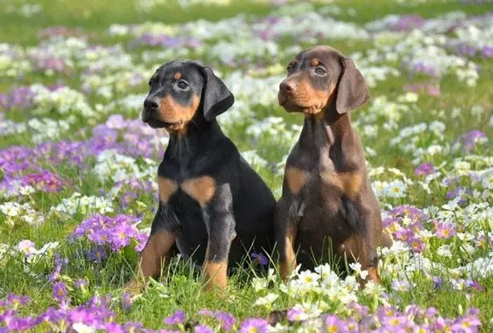 Doberman Pretos e Marrom