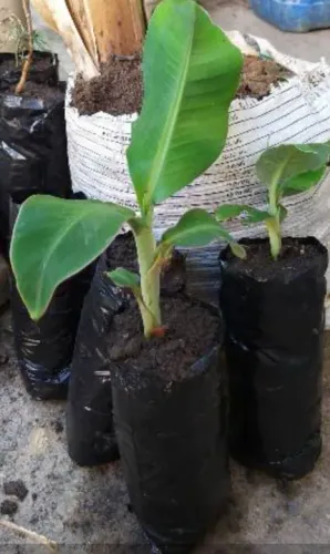 Mudas Banana Vermelha