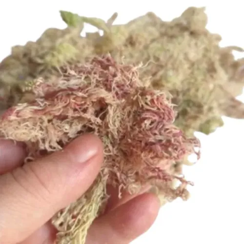 Musgo Esfagno Sphagnum P/ Plantas Carnívoras Orquídeas 25gMusgo Esfagno Sphagnum P/ Planta