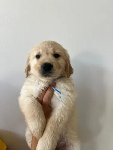 Golden retriver nitido