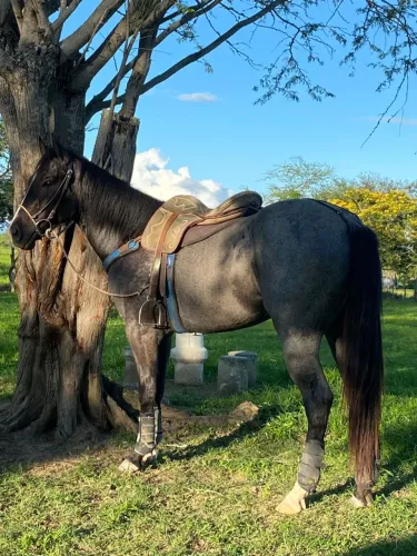 Potro Rosilho de Preto PO