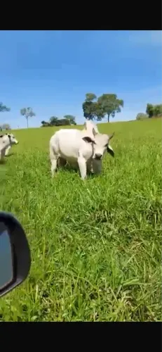 Faz 205 Alq 130 Alq de Braquiarao fora da Apa