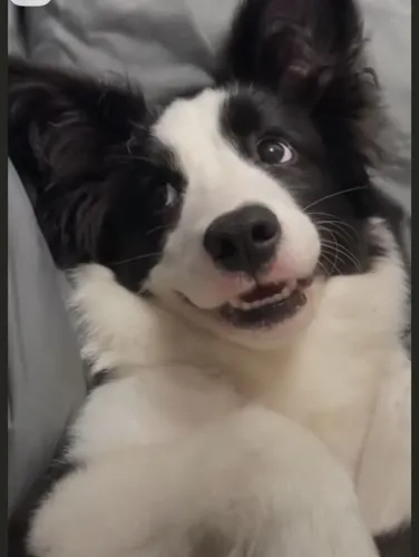 Border collie barrigudinho 