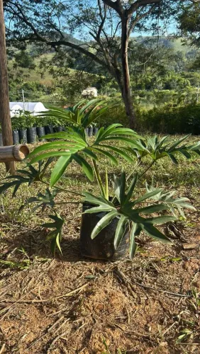 Muda de Philodendron Guaimbé - Linda e Exótica!