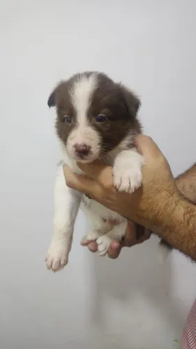 Border Collie machos chocolate