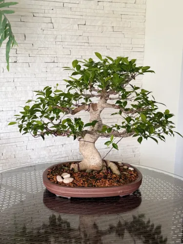 Bonsai Tiger Bar com 30 anos e 54cm de altura