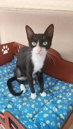 Adoção responsável 