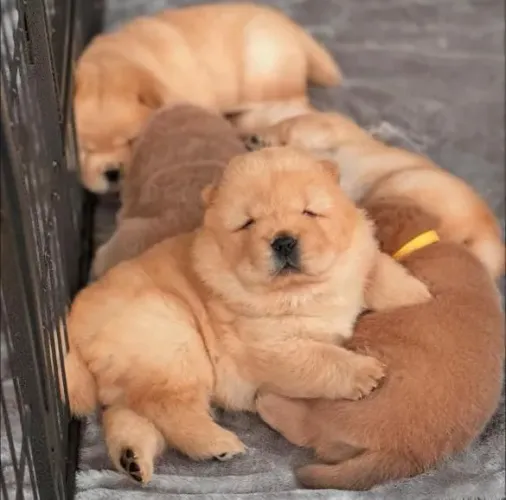 Filhotes Chow Chow, Nada Como o Amor Puro e Verdadeiro de Um Cãozinho!
