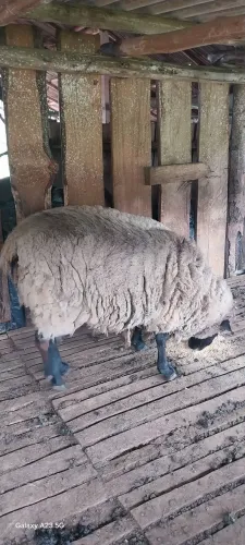  MAXO GRADE OVELHA TEXEL .