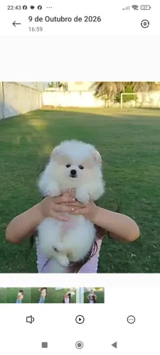 Promoção! Filhotes de lulu da Pomerânia anão fêmea