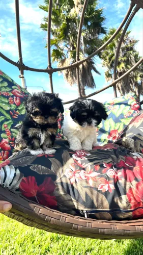 Shihtzu Macho