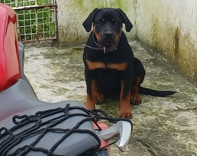 Rottweiler femea